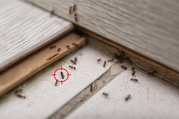 Best Emergency Pest Control  in Eastland, TX