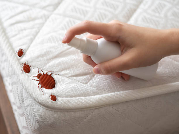 Best Pest Control Near Me in Eastland, TX