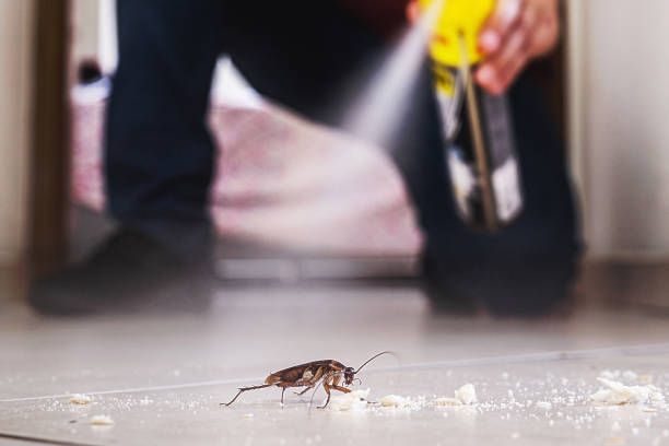 Best Pest Control for Homes  in Eastland, TX