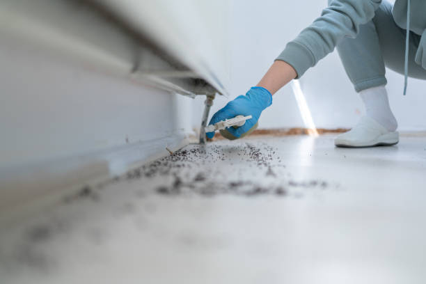 Best Wasp Removal Services  in Eastland, TX